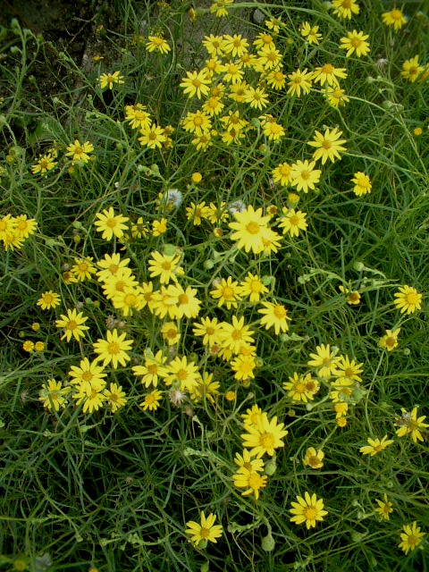Senecio inaequidens / Senecione sudafricano